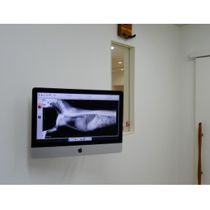 こちらの診察室でも、レントゲン撮影をした画像を直接見ていただけます。